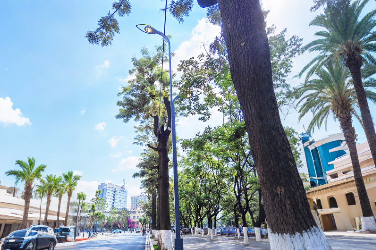 景观路灯  厂家